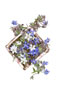 Schachtel gefüllt mit Boretschblüten / Borago officinalis