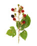 Brombeeren / Rubus fruticosus