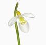 Galanthus 'Wendy´s Gold'