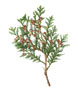 Zweig einer Scheinzypresse / Chamaecyparis lawsoniana