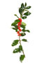 Ilexzweig (Stechpalme) / Ilex aquifolium