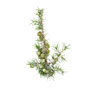 Echter Wacholder / Juniperus communis