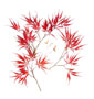 Roter Schlitzahorn / Acer palmatum 'Dissectum Atropurpureum'