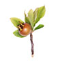 Frucht der Mispel / Mespilus germanica