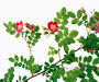 Rosa willmottiae Hemsl., Sektion Cinnamomeae, Wildrosen, eingeführt aus China 1904