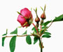 Rosa moyesii 'Fargesii' Rolfe, Sektion Cinnamomeae, Chinesische Wildrosen, eingeführt 1894 aus China