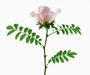 Rosa roxburghii fo. normalis, Alte Sektion Mycrophyllae (Platyrhodon), Wildrosen, eingeführt aus China, 1908