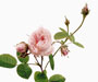 'Rose de Meaux White', Sektion Gallicanae, Zentifolien, Züchter unbekannt, 18. oder Anfang 19. Jahrhundert