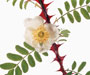 'Red Wing', Sektion Pimpinellifoliae, Bibernellrosen, Hybride von Rosa hugonis, Herkunft und Einführungsdatum unbekannt