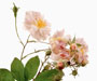 Rosa multiflora 'Carnea' Thory, Sektion Synstylae, Multiflora-Rosen, Eingeführt aus China um 1804
