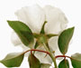 Rosa laevigata Michx., Sektion Laevigatae, Wildrosen, eingeführt aus China im 18. Jahrhundert