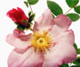 Rosa roxburghii 'Hirtula', Alte Sektion Microphyllae, Wildrosen, eingeführt 1862 aus Japan