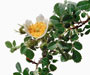 Rosa biebersteinii Lindl., Sektion Caninae, Wilrdrosen, eingeführt um 1795/1796 aus Südost-Europa und Kleinasien