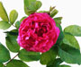 'Rose du Roi', Sektion Gallicanae, Portland-Rosen, Züchter: Souchet, Frankreich, 1815