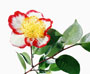Camellia Higo 'Ohkan'