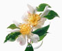 Camellia sasanqua 'Maiden´s Blush'