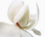 Magnolia campbellii var. alba