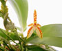 Phalaenopsis cornu-cerri