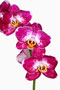 Phalaenopsis  'Memory'