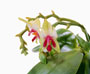 Phalaenopsis Violacea 'Borneo'