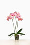 Phalaenopsis 'Don Carlos'