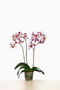 Phalaenopsis 'Bayamo'