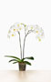 Phalaenopsis 'Lancelot'