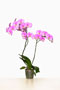 Phalaenopsis 'Claude'