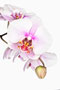 Phalaenopsis  'Lakmé'