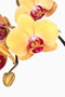 Phalaenopsis  'Solid Gold'