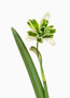 Galanthus ‘Blewbury Tart’, Nivalis