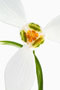 Galanthus elwesii, UF Gesicht