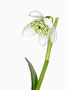 Galanthus plicatus ‘Flore Pleno’, Plicatus
