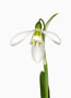 Galanthus ‘Armine’, Plicatus-Hybride