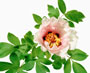 'FEN DIE' (rosafarbener Schmetterling), Gansu-Hybride