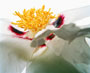 'XUE LIAN' (Lotus, weiß und purpur), Gansu-Hybride