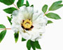 'XUE LIAN' (Lotus, weiß und purpur), Gansu-Hybride