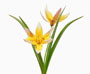Tulipa spec. tarda (dasystemon)