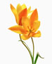 Tulipa spec. clusiana Chrysantha