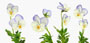 Viola cornuta 'Westfalenhimmel'
