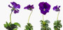 Viola cornuta 'Roem van Aalsmeer'