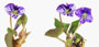 Viola cucculata 'Ploeger'