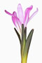 Bulbocodium vernum, Frühlingslichtblume