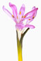 Bulbocodium vernum, Frühlingslichtblume