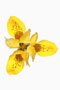 Iris danfordiae, gelbe Frühlingsschwertlilie