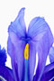 Iris reticulata, kleine Netzblatt-Iris