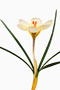 Crocus crysanthus, kleiner Krokus