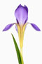 Iris lazica, Schwertlilie