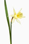 Narcissus pseudonarcissus, Osterglocke