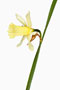 Narcissus pseudonarcissus, Osterglocke